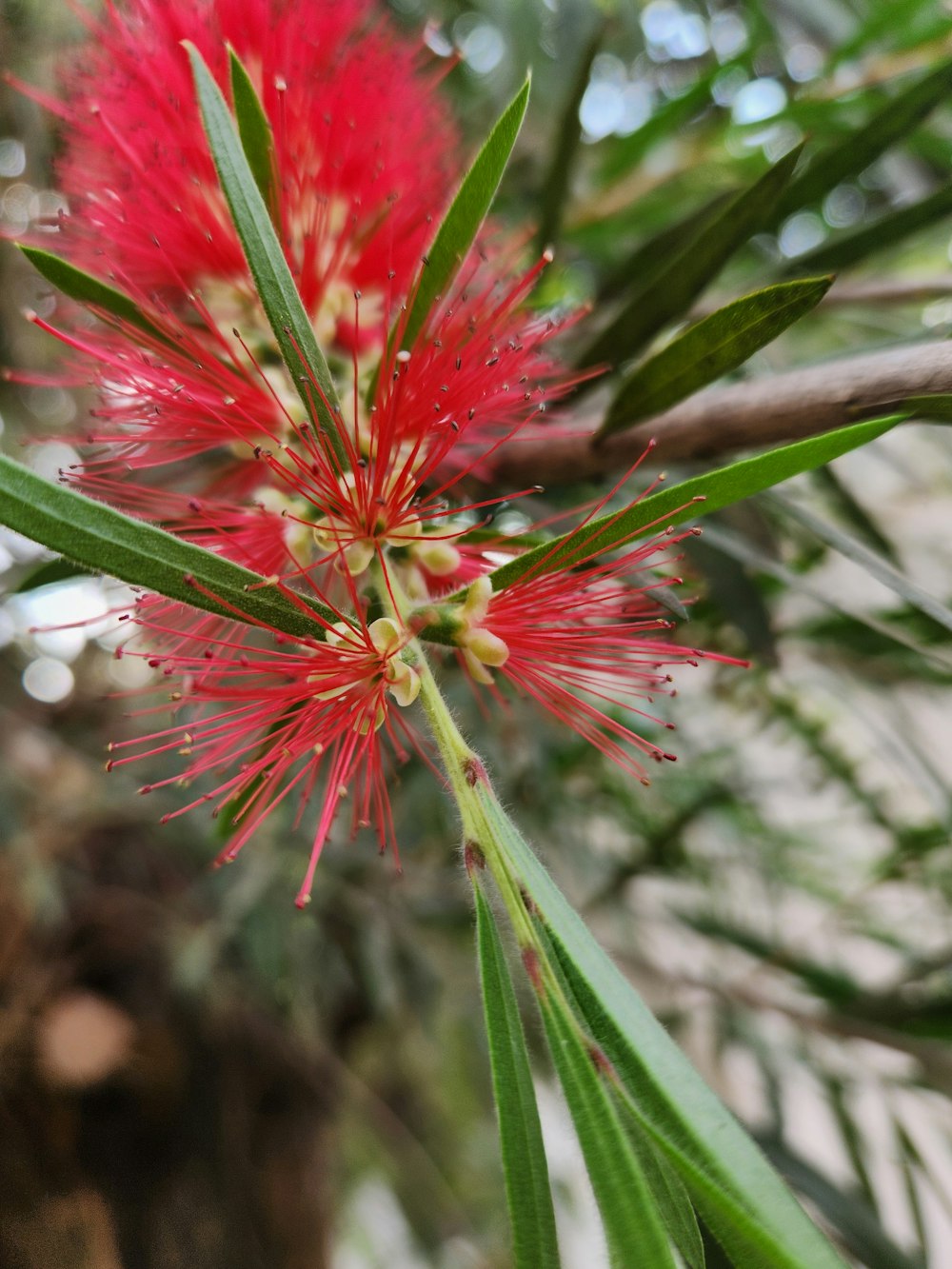 a close up of a red flower on a tree