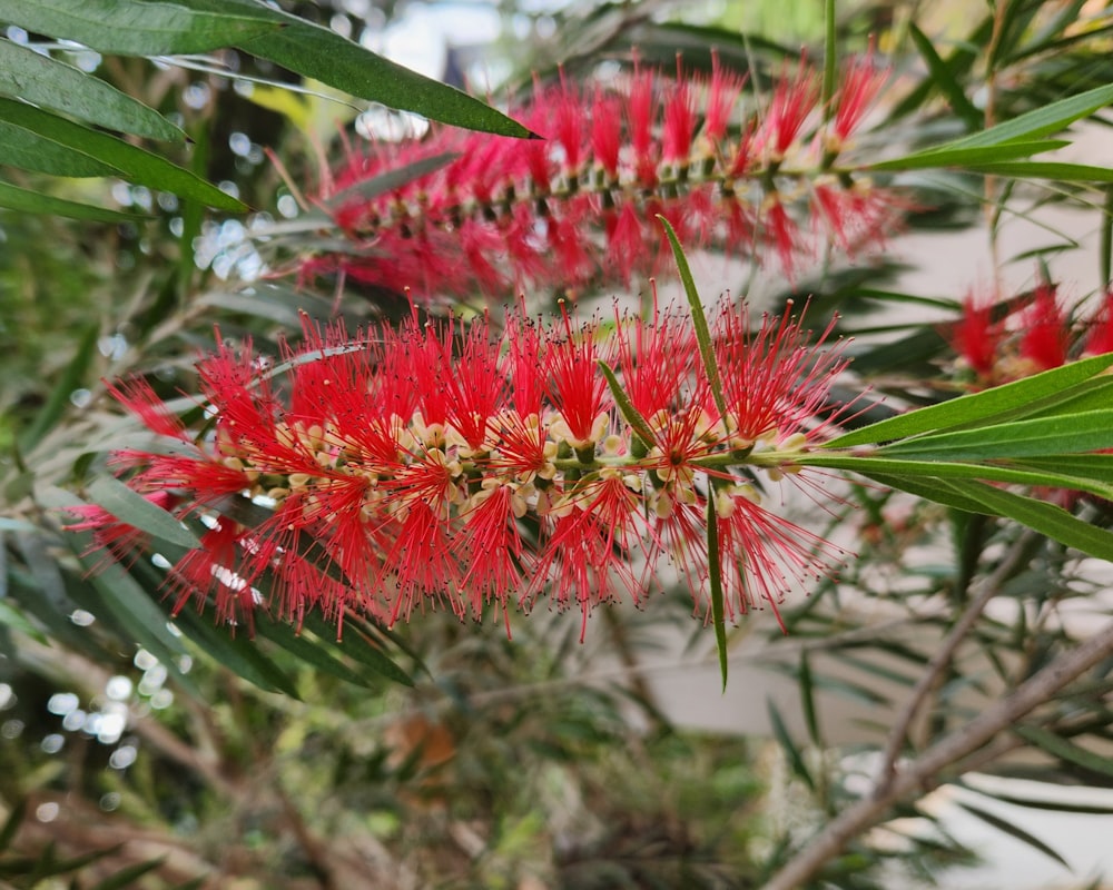 a close up of a red flower on a tree