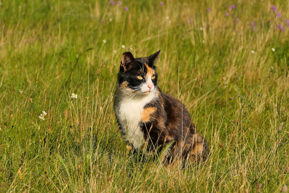 un gatto calicò seduto in un campo di erba alta