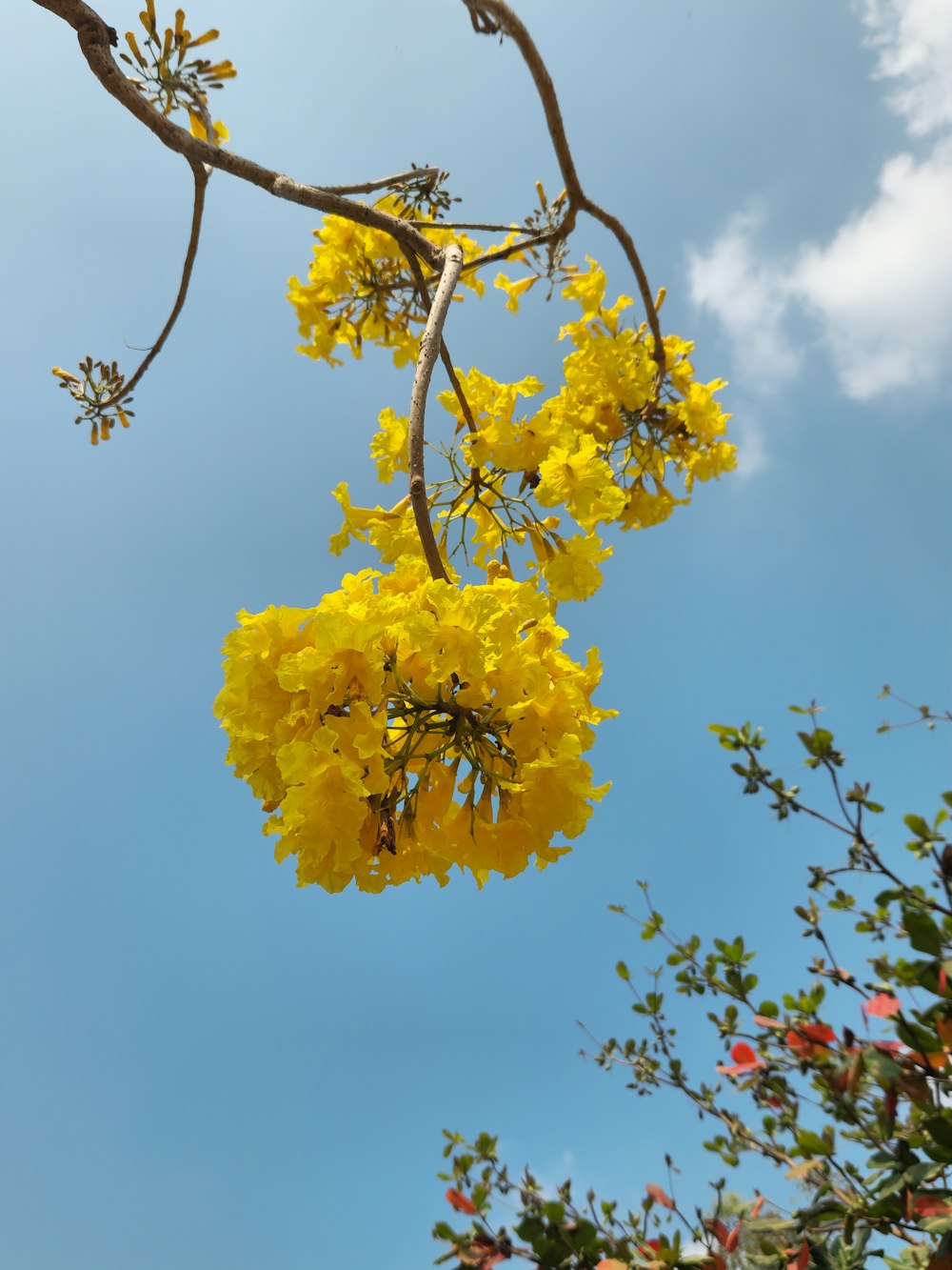 나뭇가지에 노란 꽃이 매달려 있는 나무