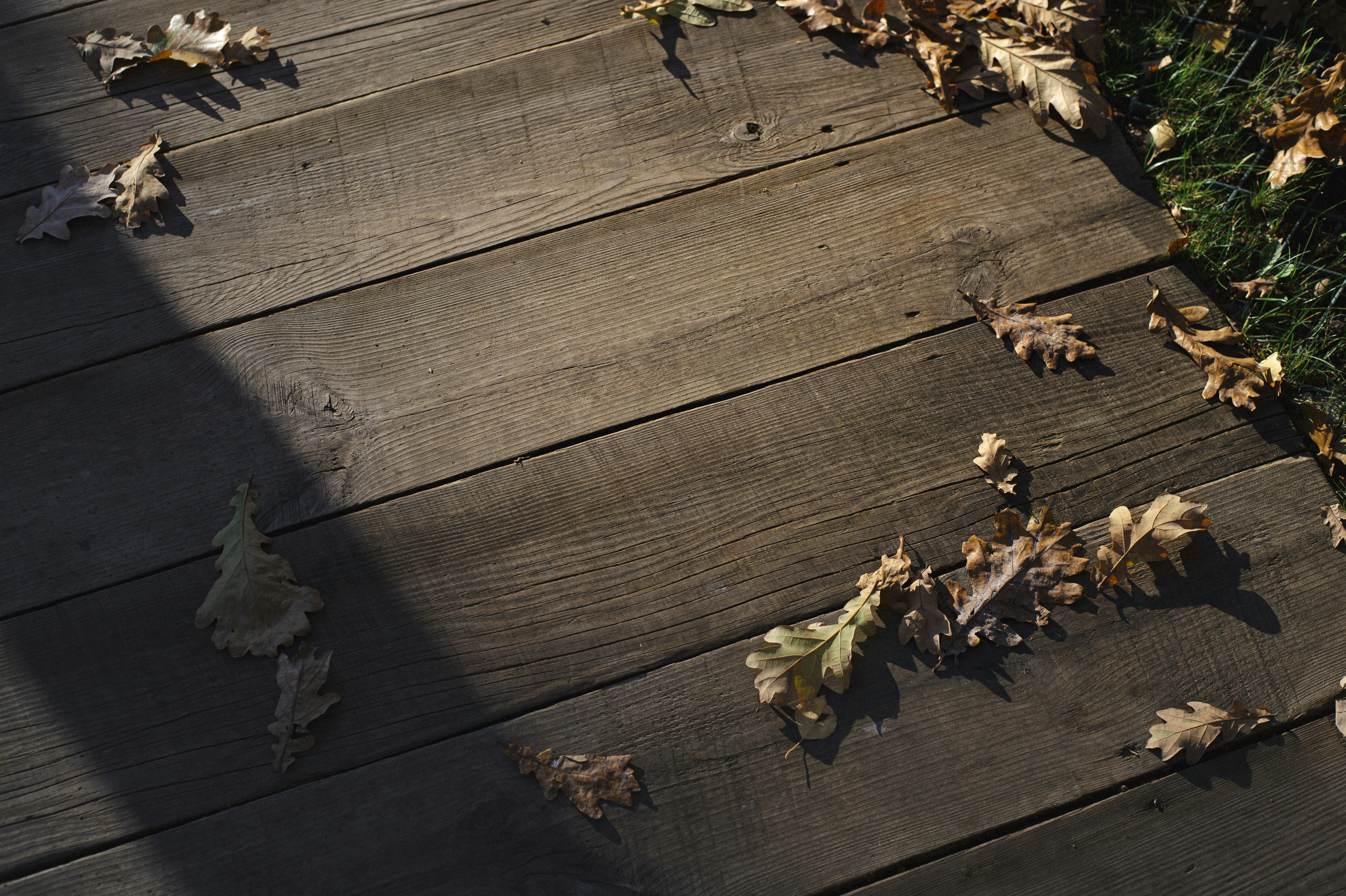 Dried bay leaves scattered on natural wooden surface with warm afternoon light