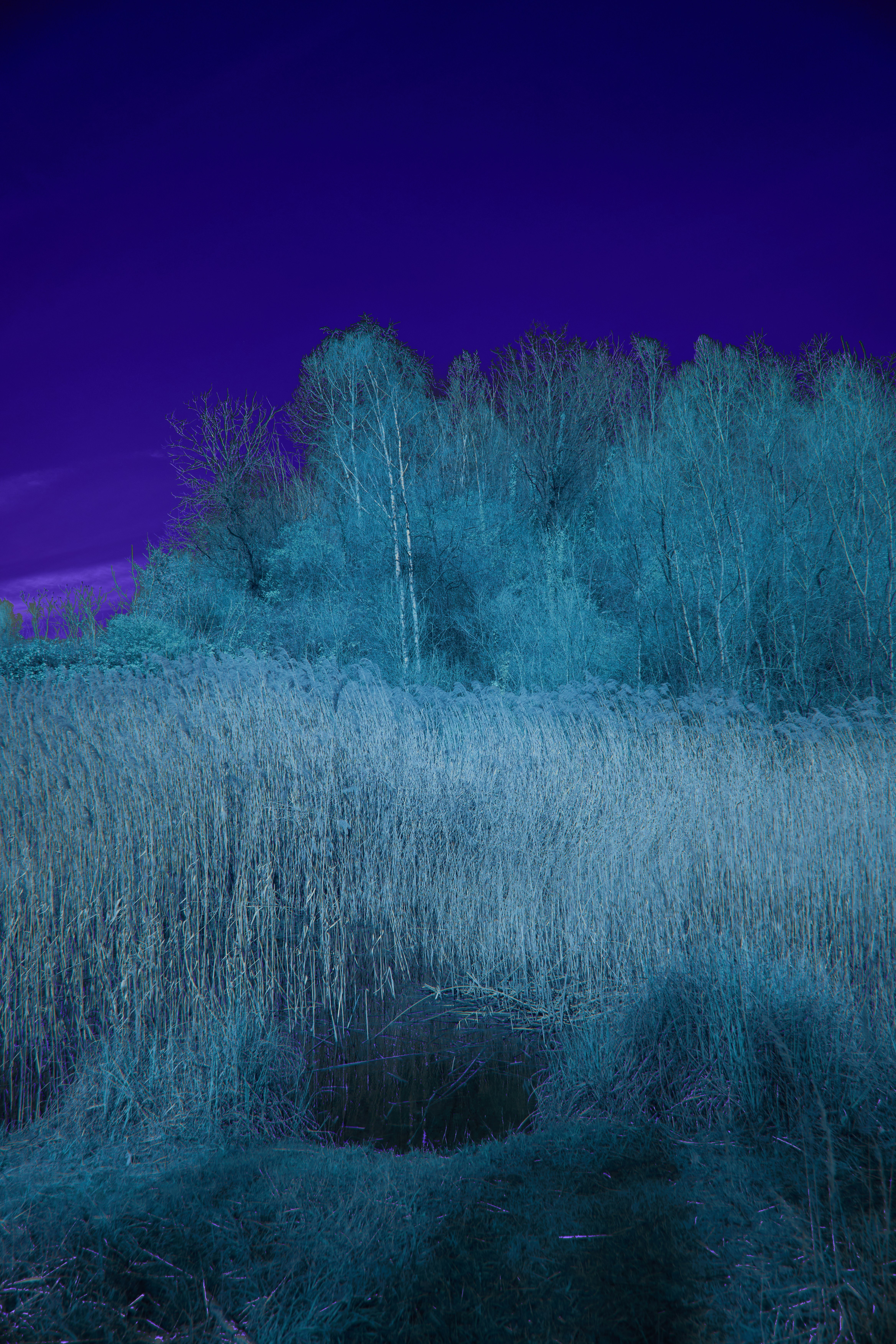 Photo by wolfgang_hasselmann