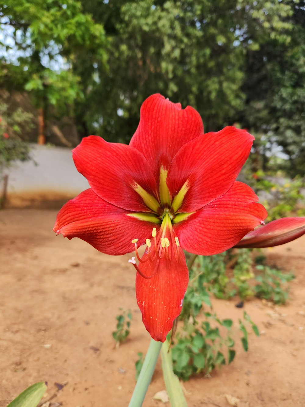 a large red flower with a green stem