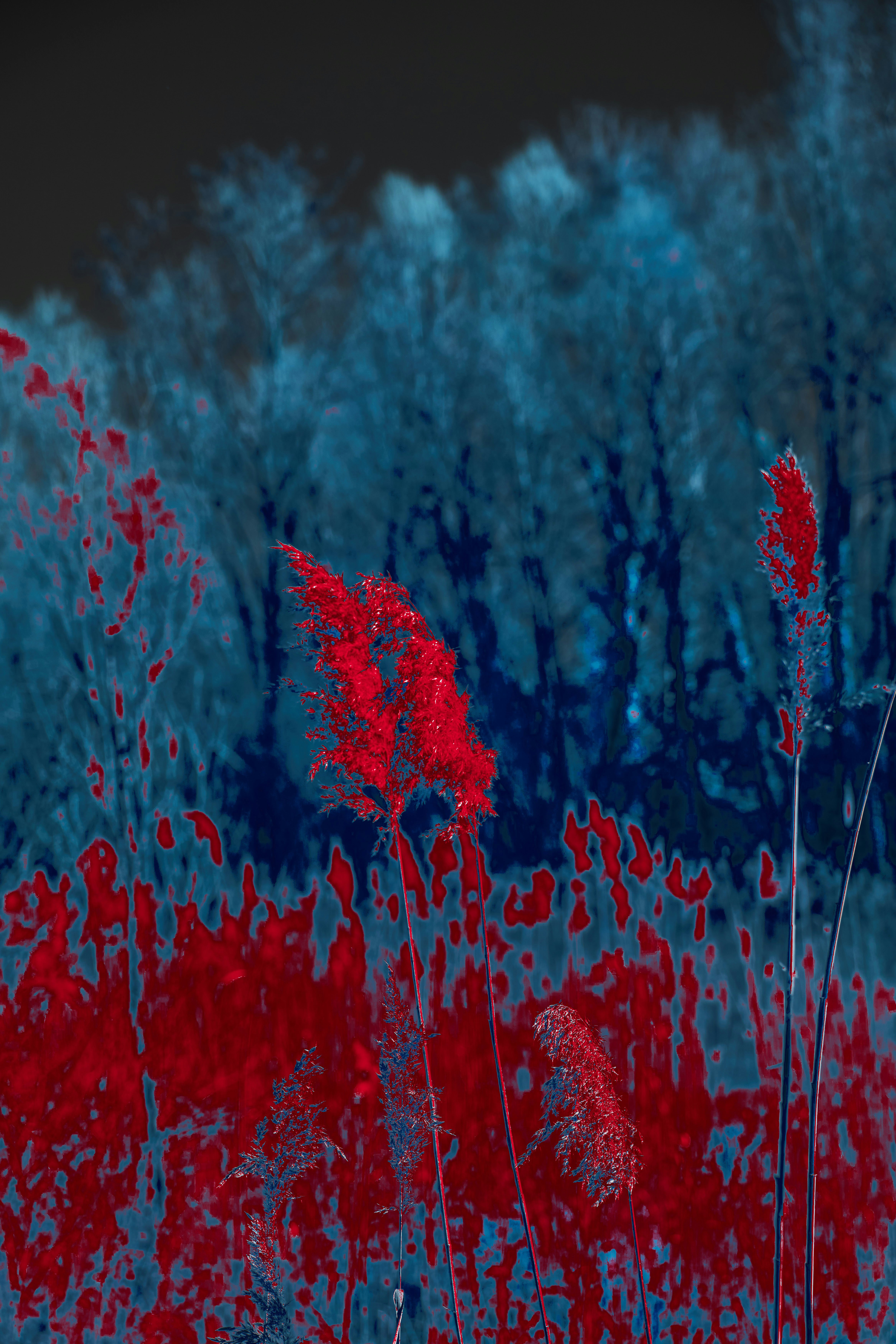 Photo by wolfgang_hasselmann