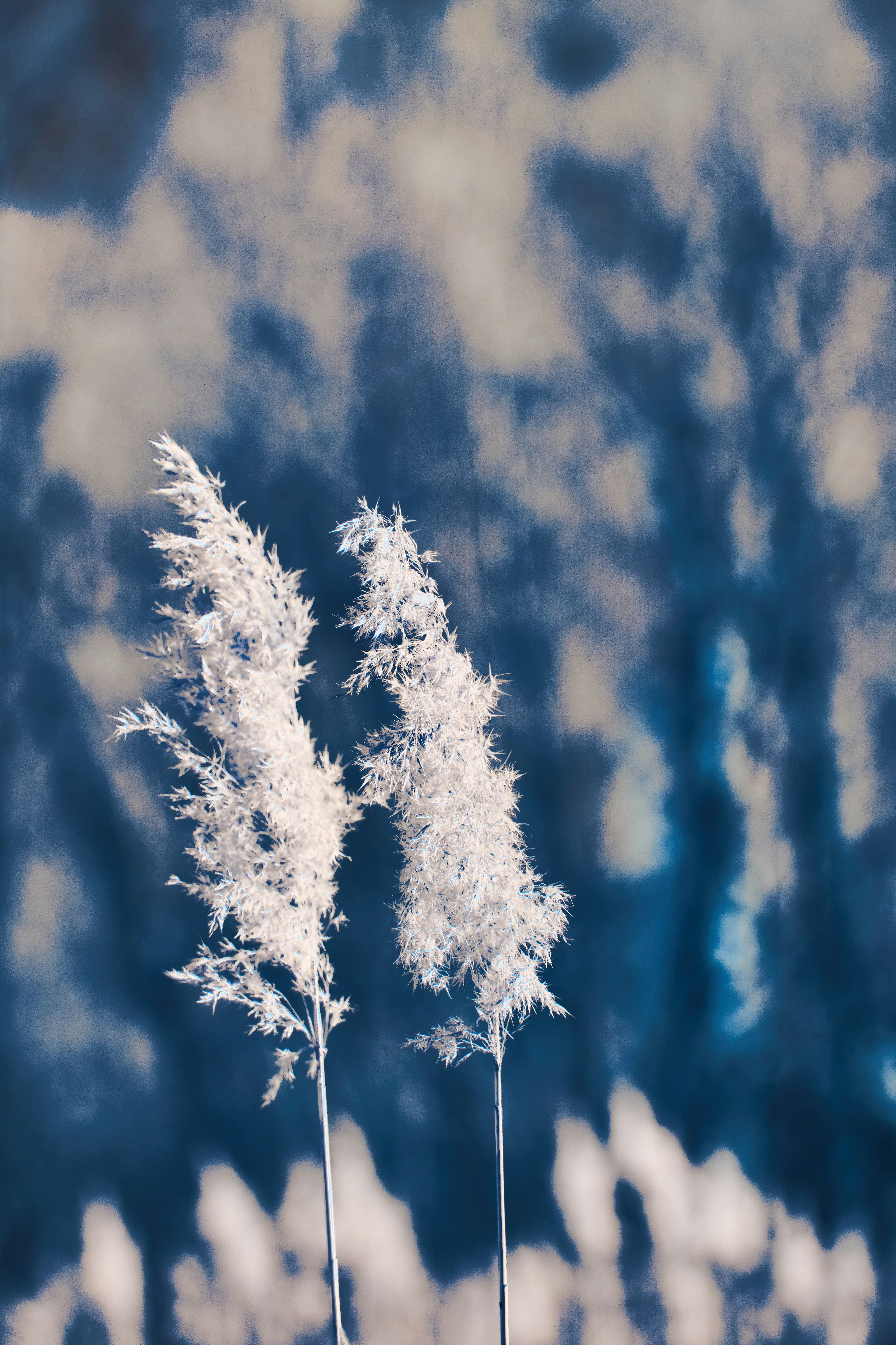 Photo by wolfgang_hasselmann