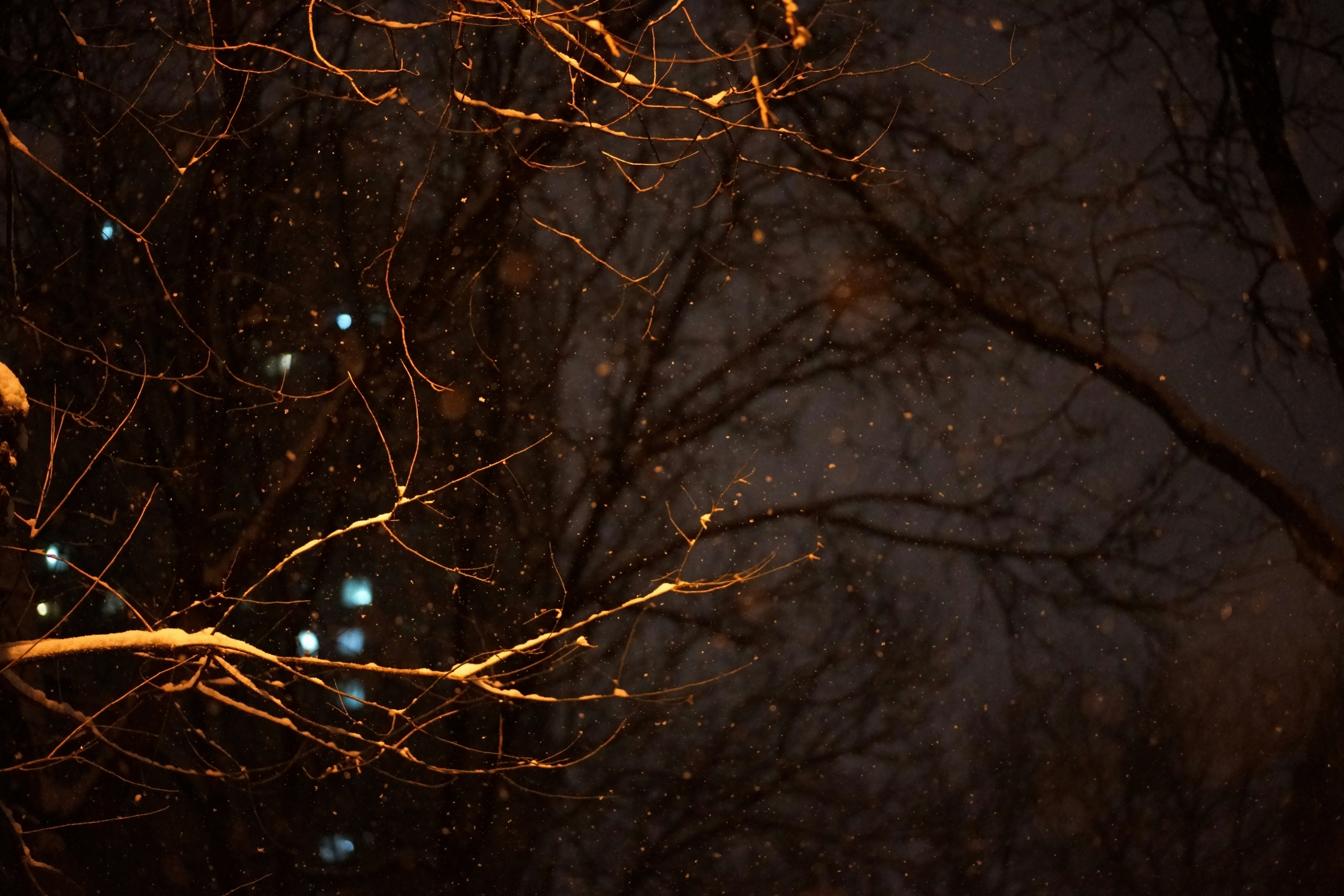 a tree with no leaves at night with a street light in the background
