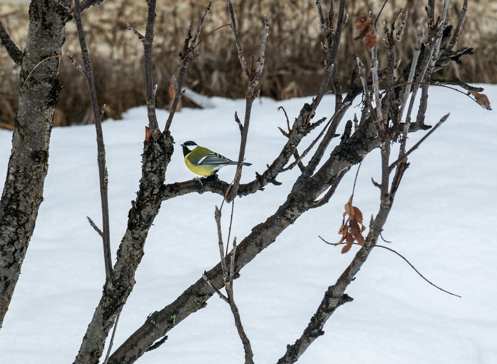 a bird perched on a tree branch in the snow