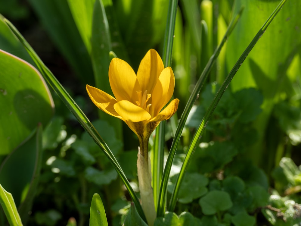 a close up of a yellow flower in the grass