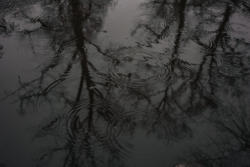 a reflection of a tree in the water