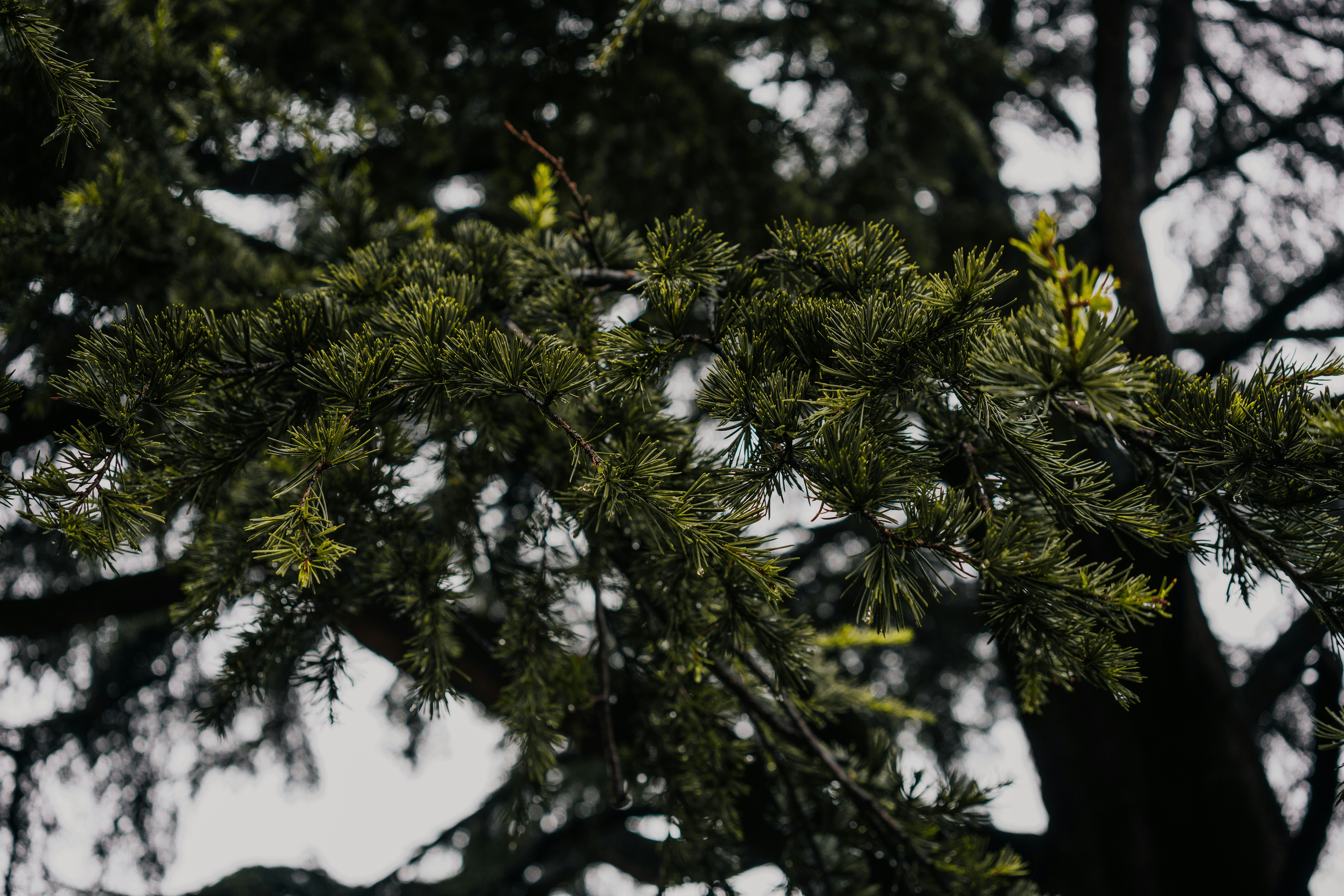 A close up of a pine tree branch photo Free Forest background Image