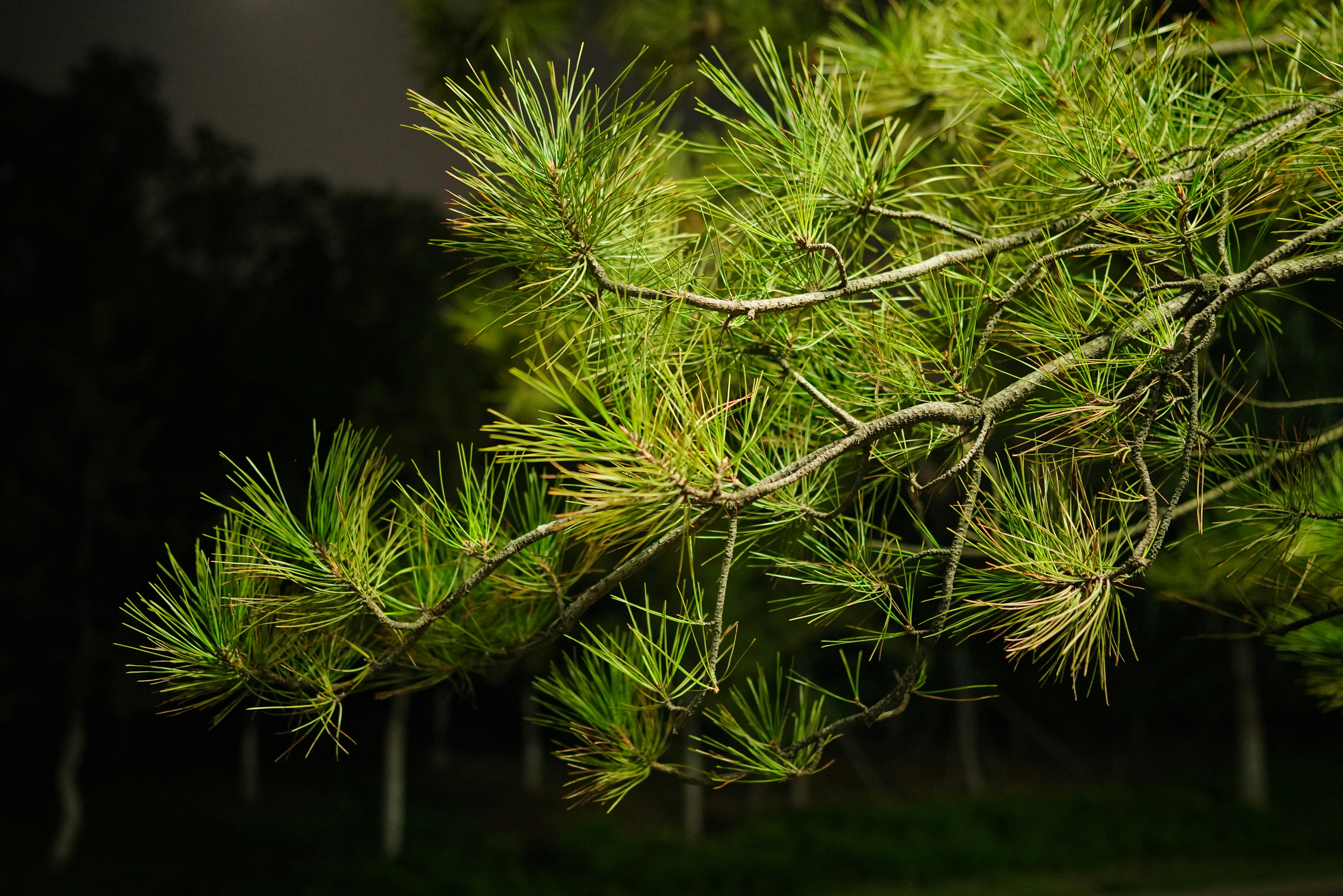 gros plan d’une branche de pin