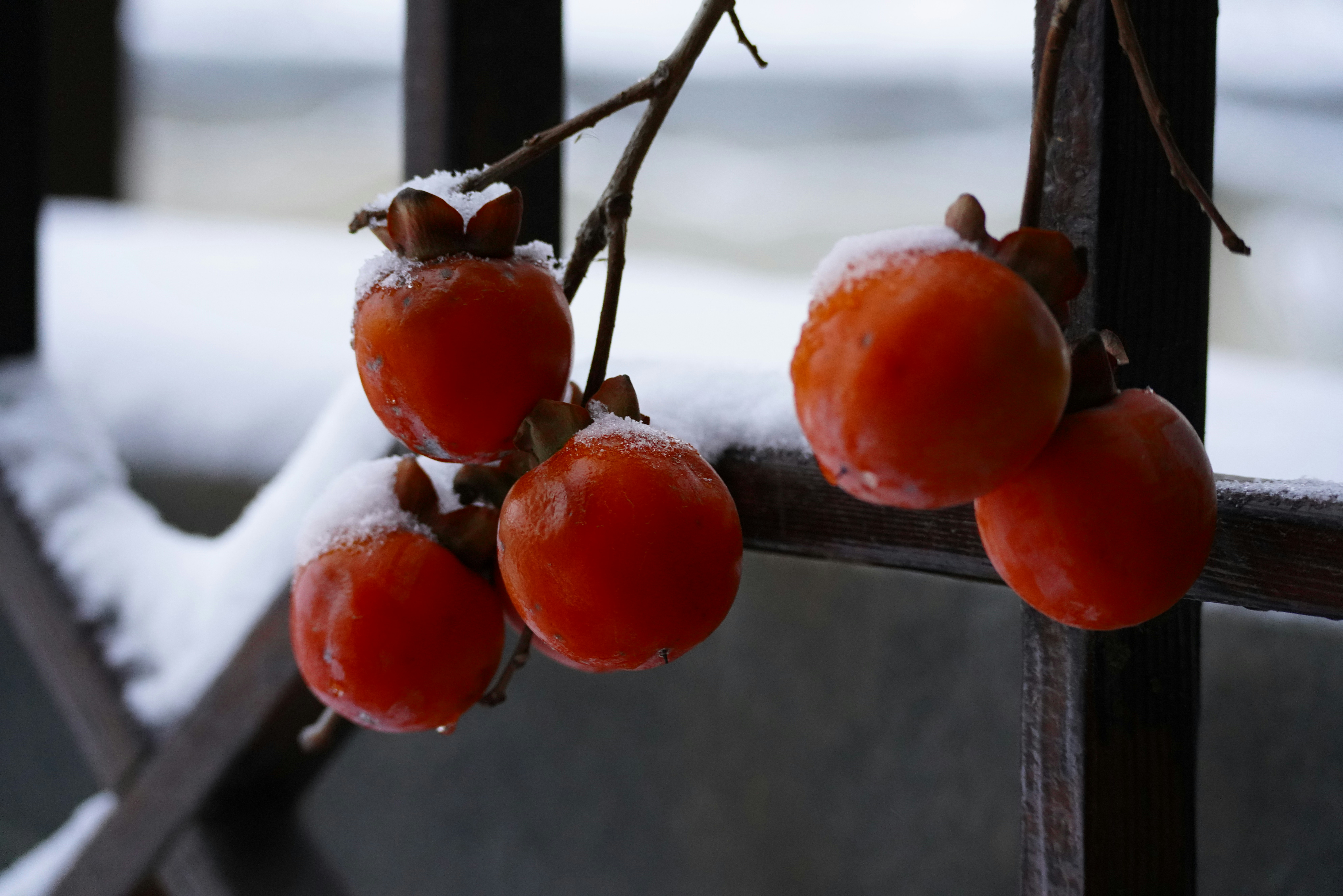 un bouquet de fruits suspendu à une branche recouverte de neige