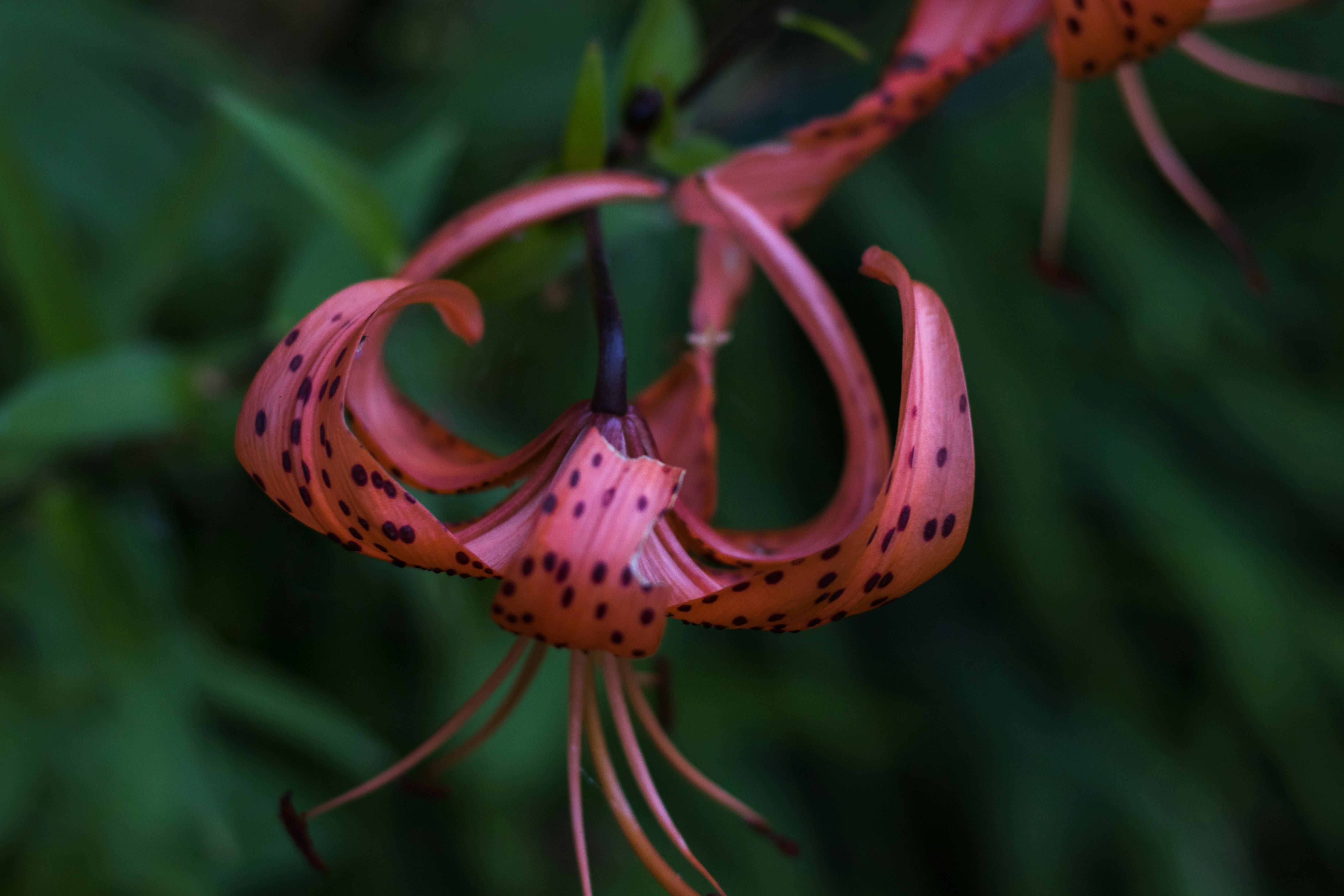 a close up of a flower with a blurry background