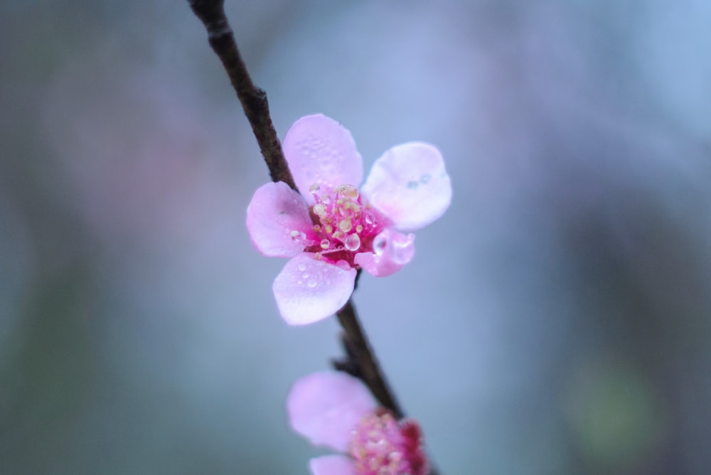 a close up of a pink flower on a branch