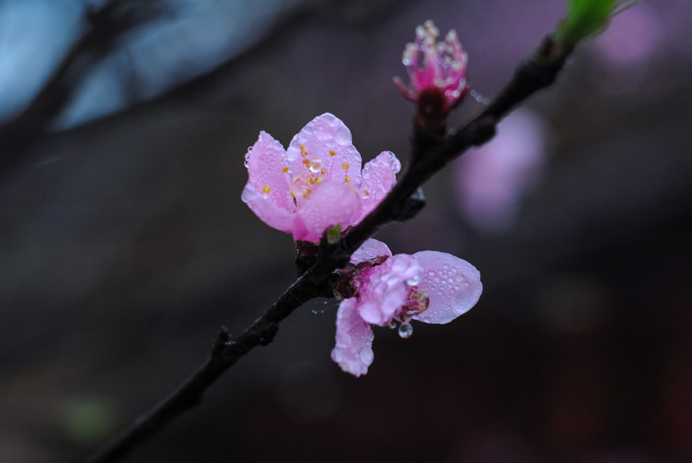 gros plan d’une fleur sur une branche d’arbre