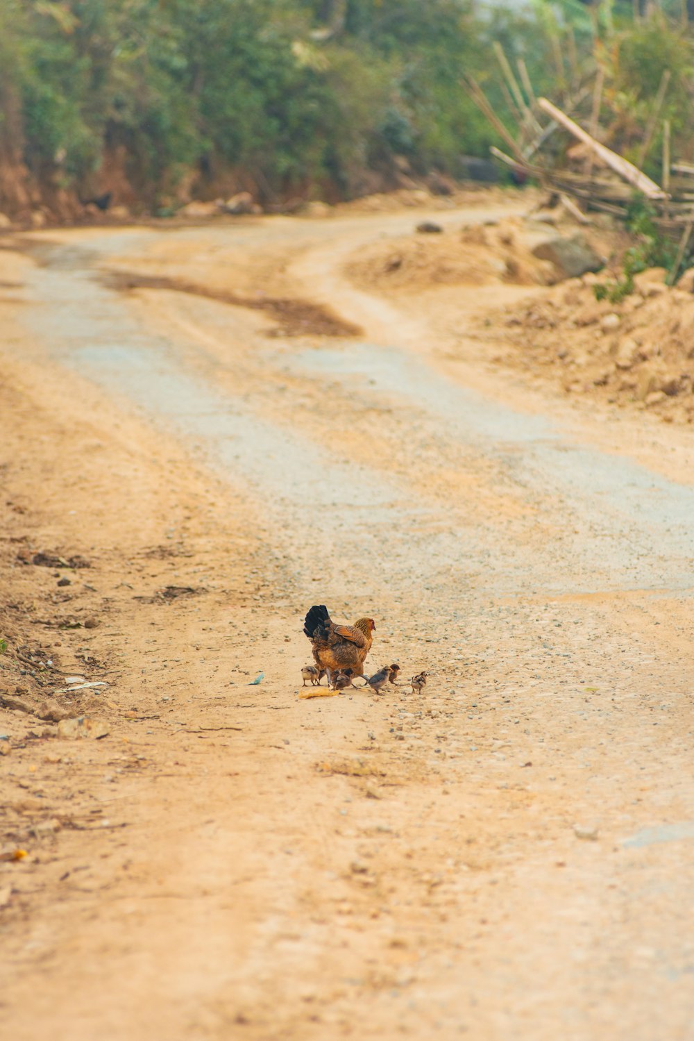 a small chicken is on the side of a dirt road