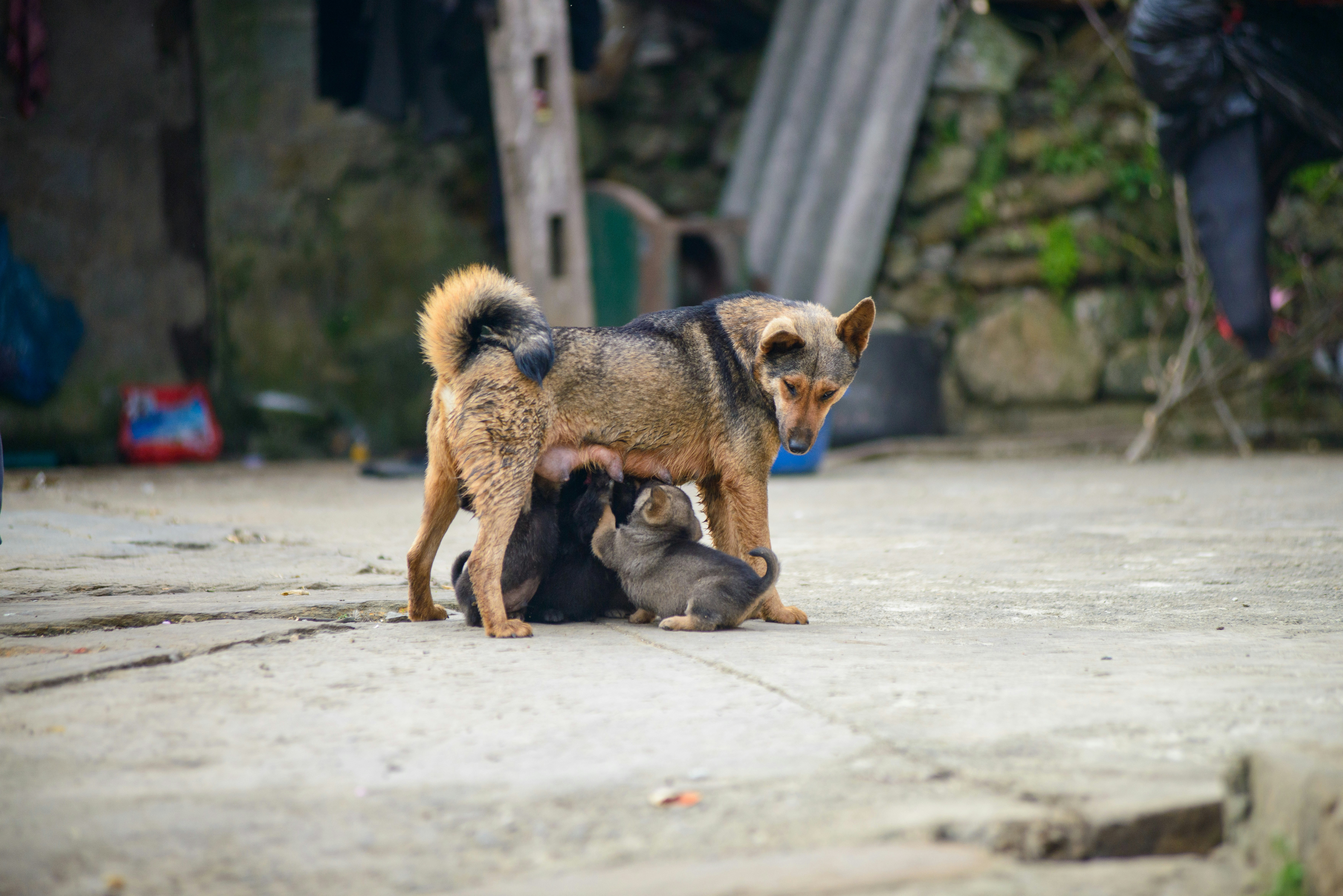 Wie trainiere ich meinen Hund richtig? Tipps?