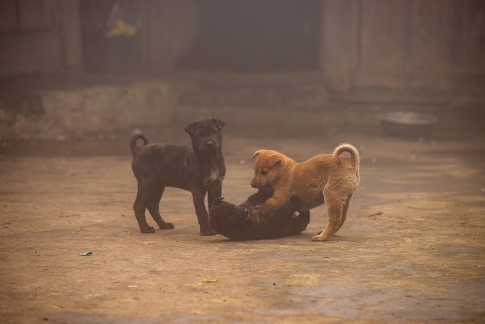 a group of dogs playing with each other in the dirt