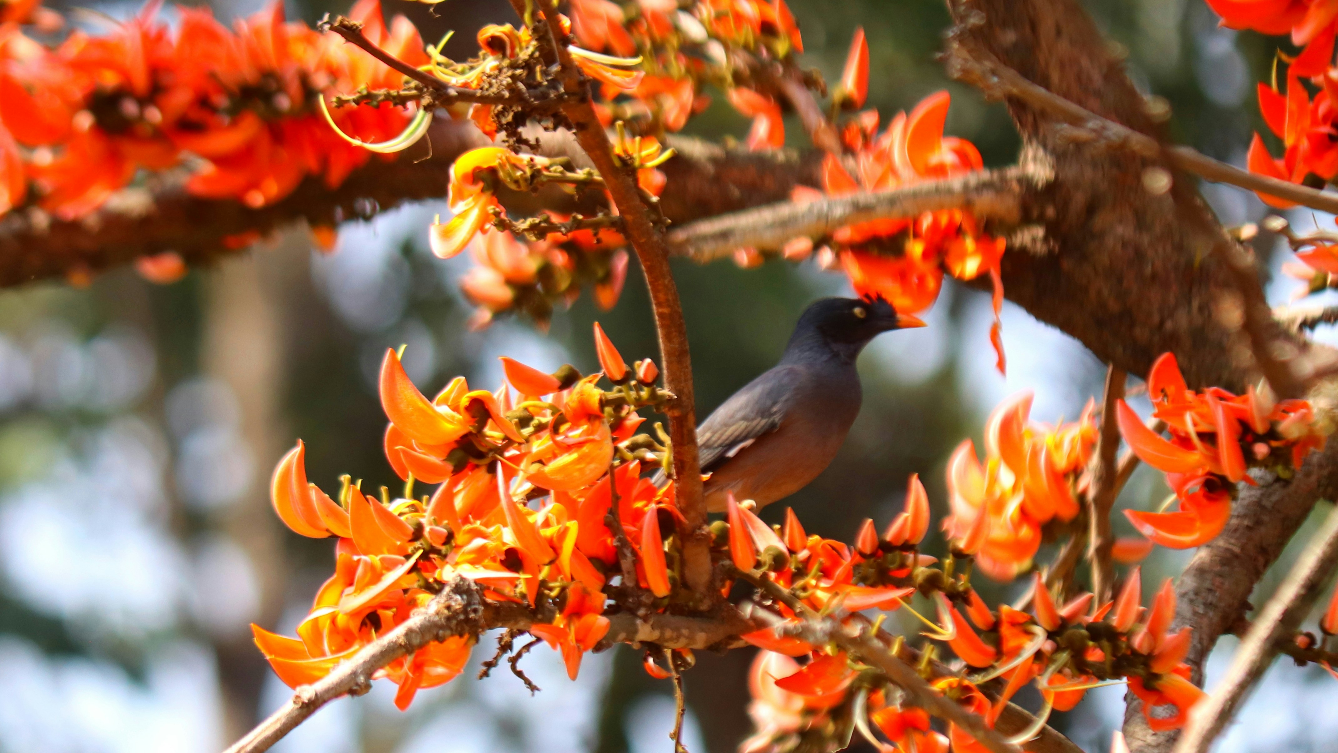 Photo by rahimsaikat