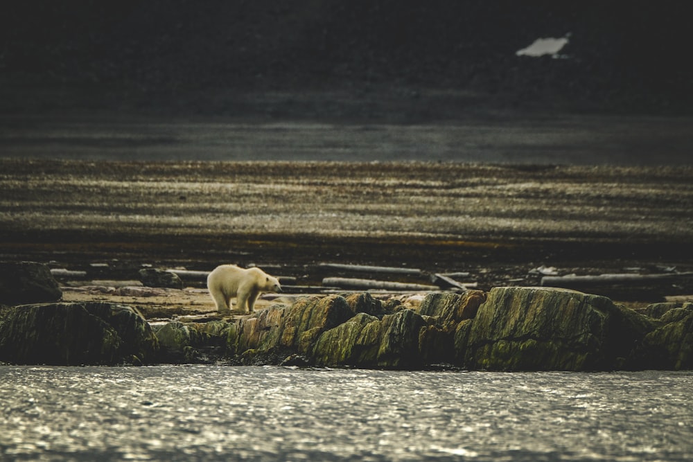 a polar bear standing on a rock in the water