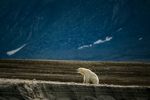 a polar bear sitting on top of a hill without snow
