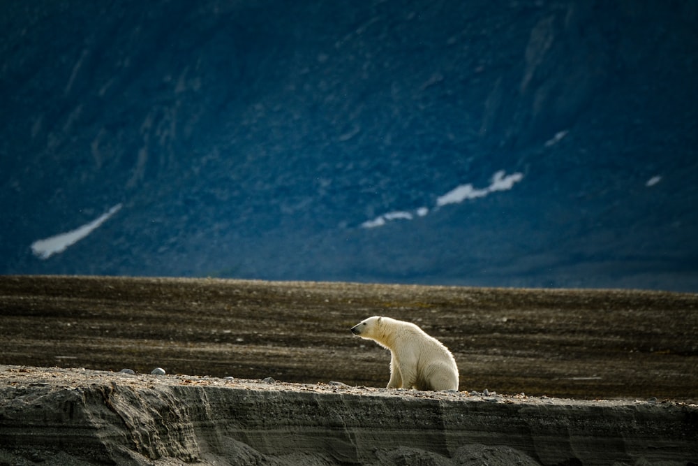 a polar bear sitting on top of a hill