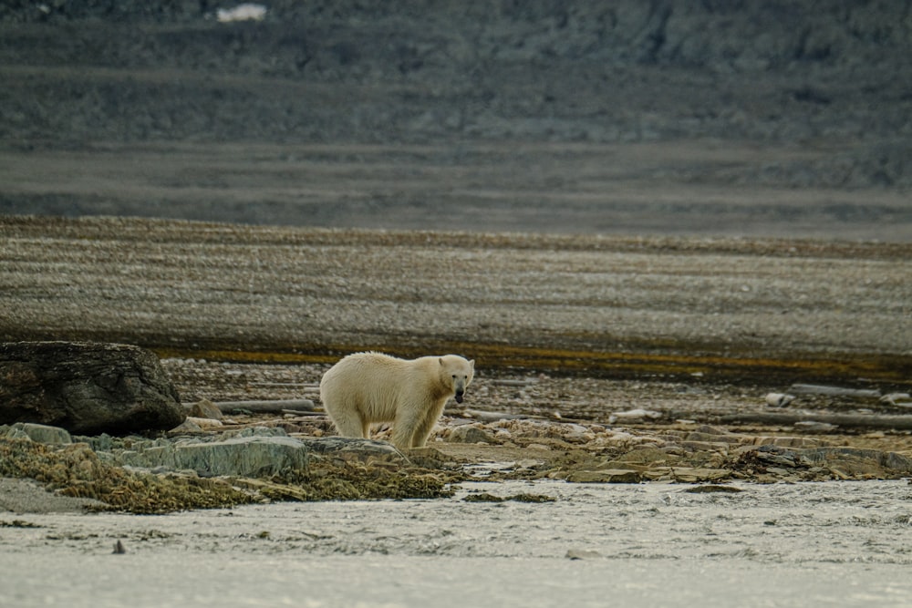 a polar bear walking across a rocky field