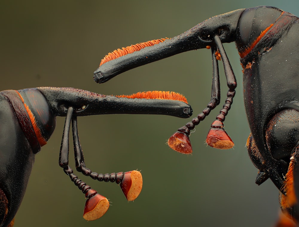 a close up of a couple of bugs