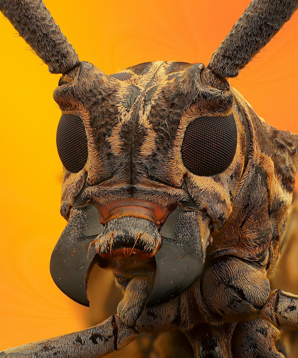 a close up of a strange looking insect