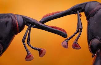 a close up of two strange looking objects