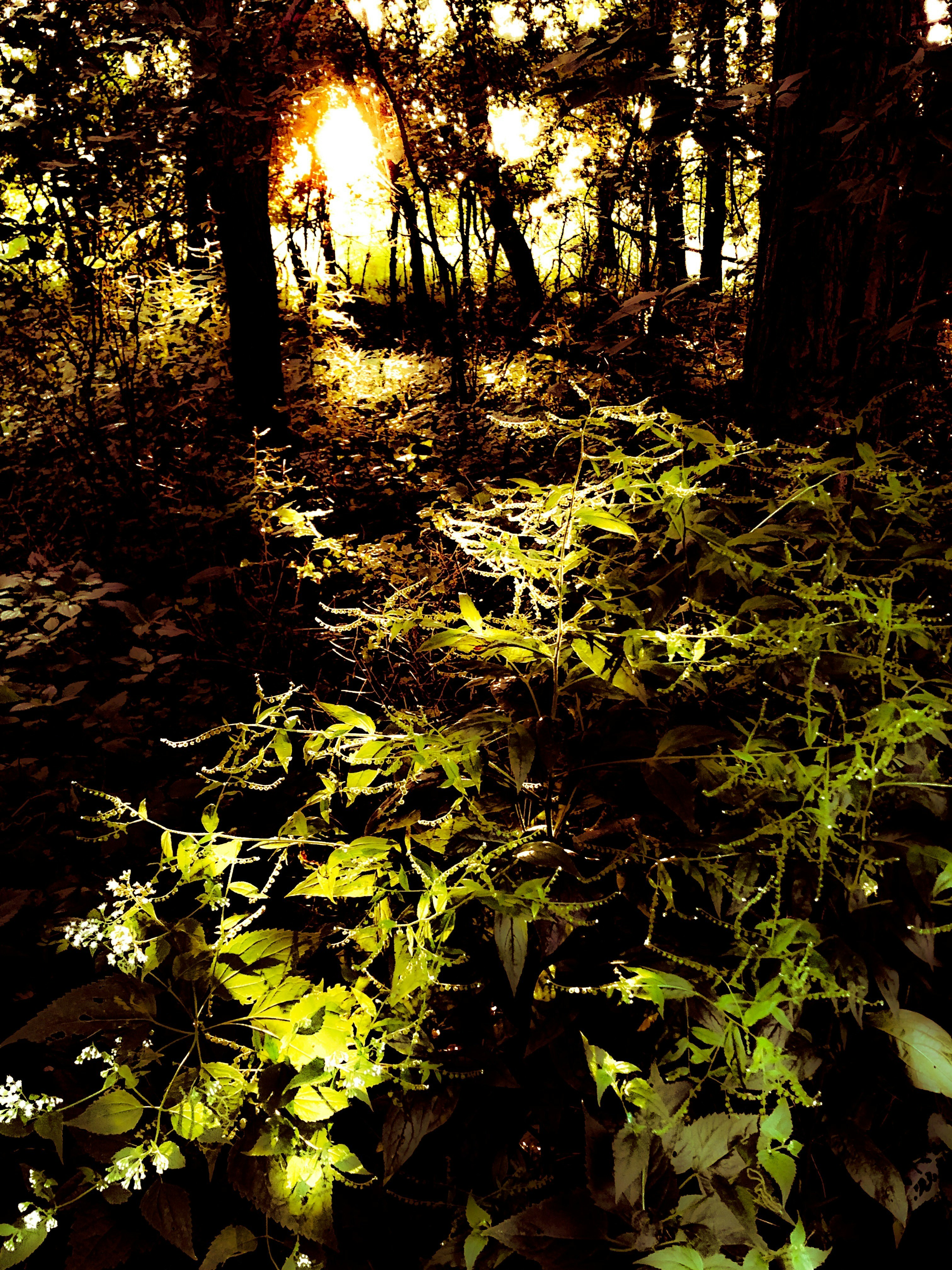 the sun is shining through the trees in the woods