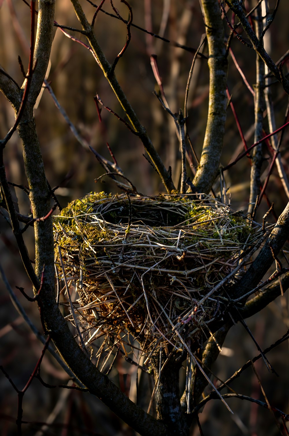 a bird nest in a tree with no leaves