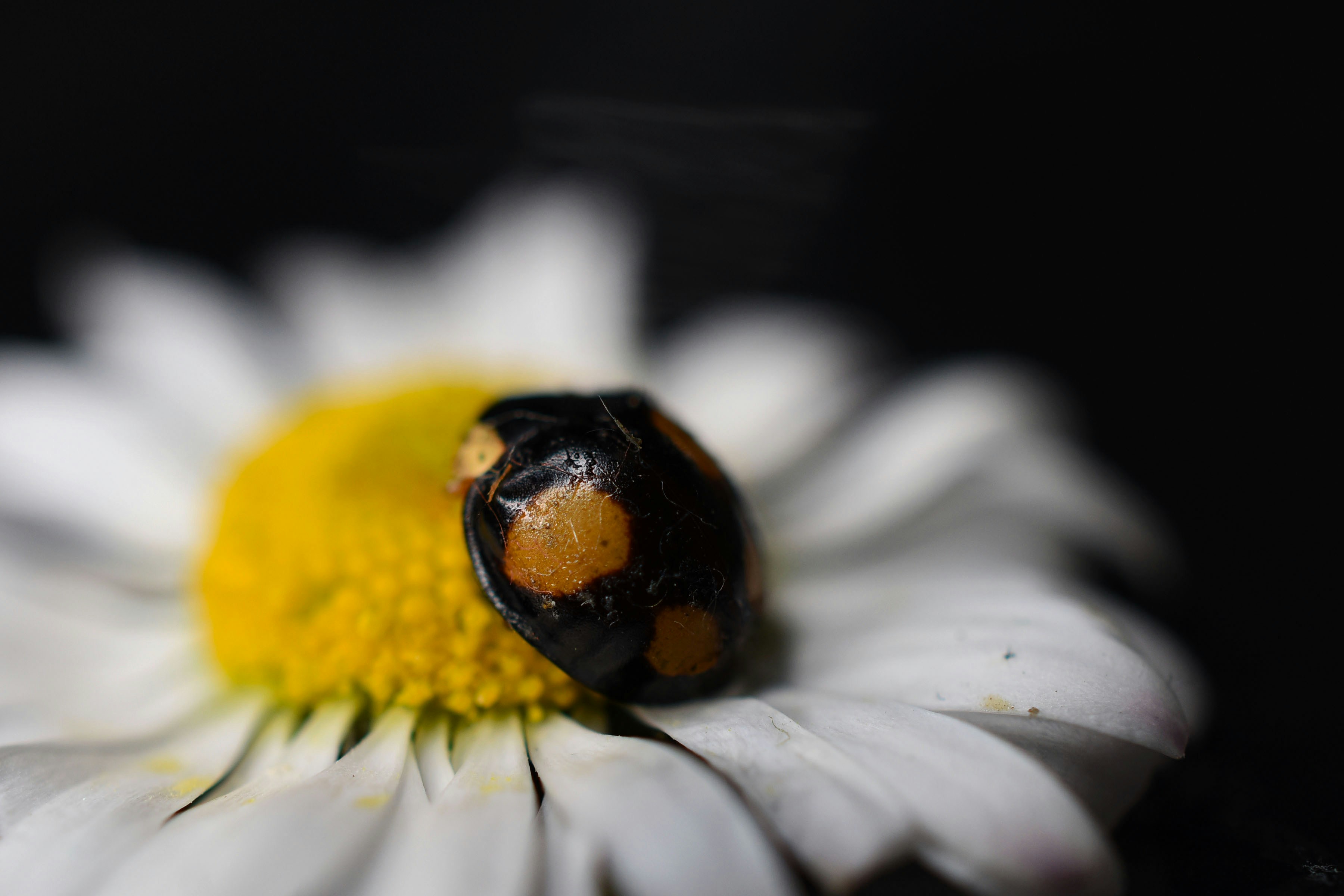 Photo by julia_fiander