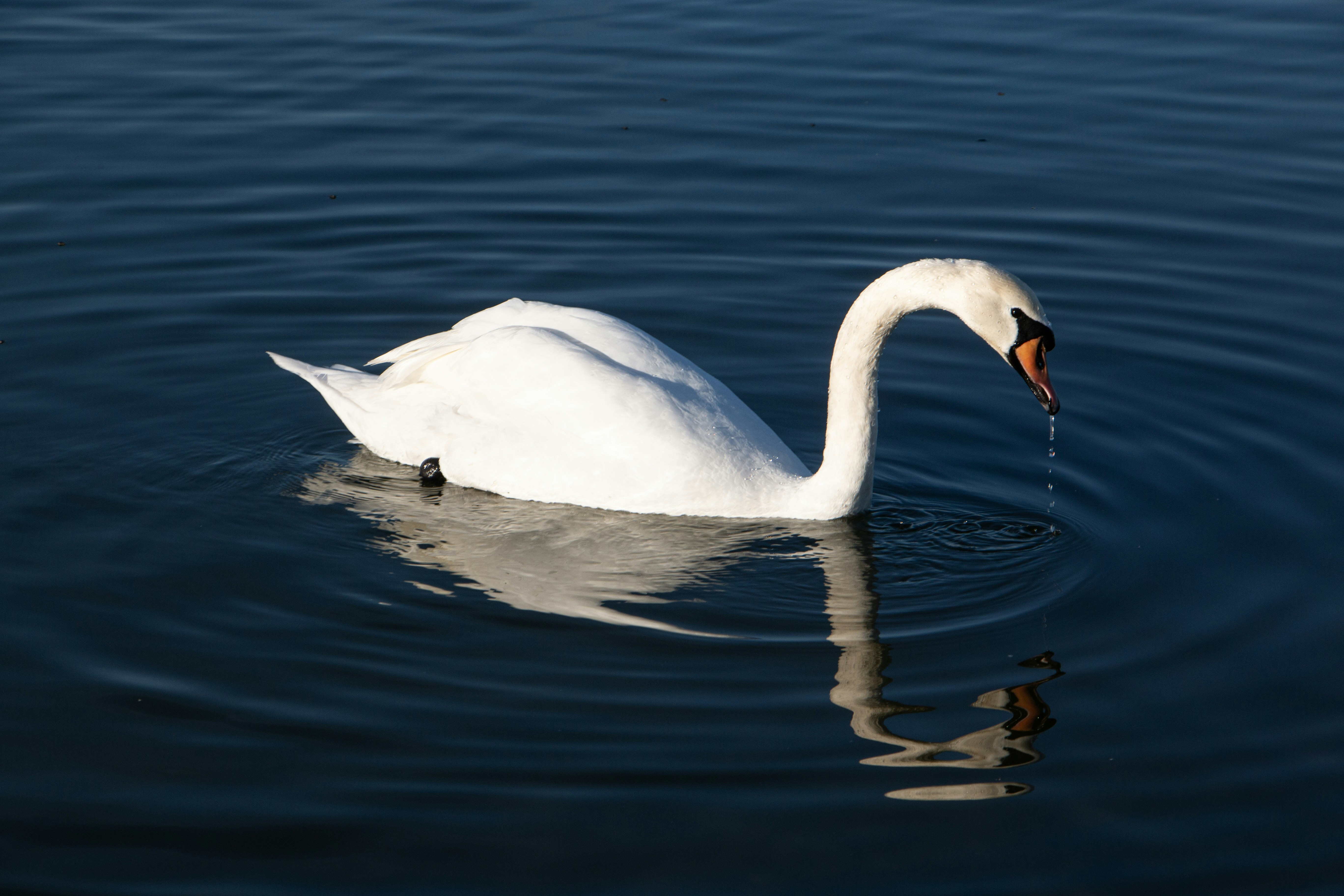 Photo by stepan_konev