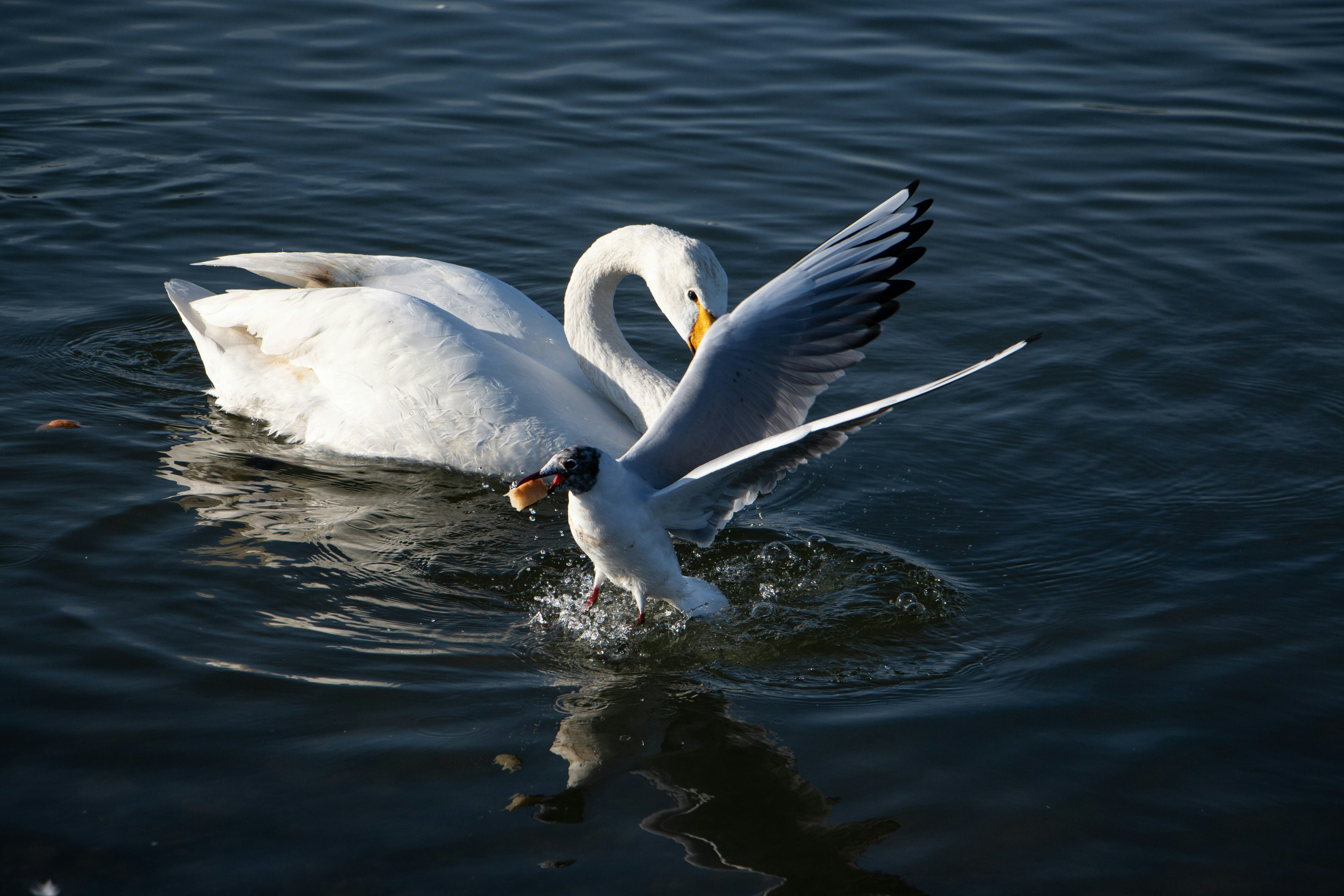 Photo by stepan_konev