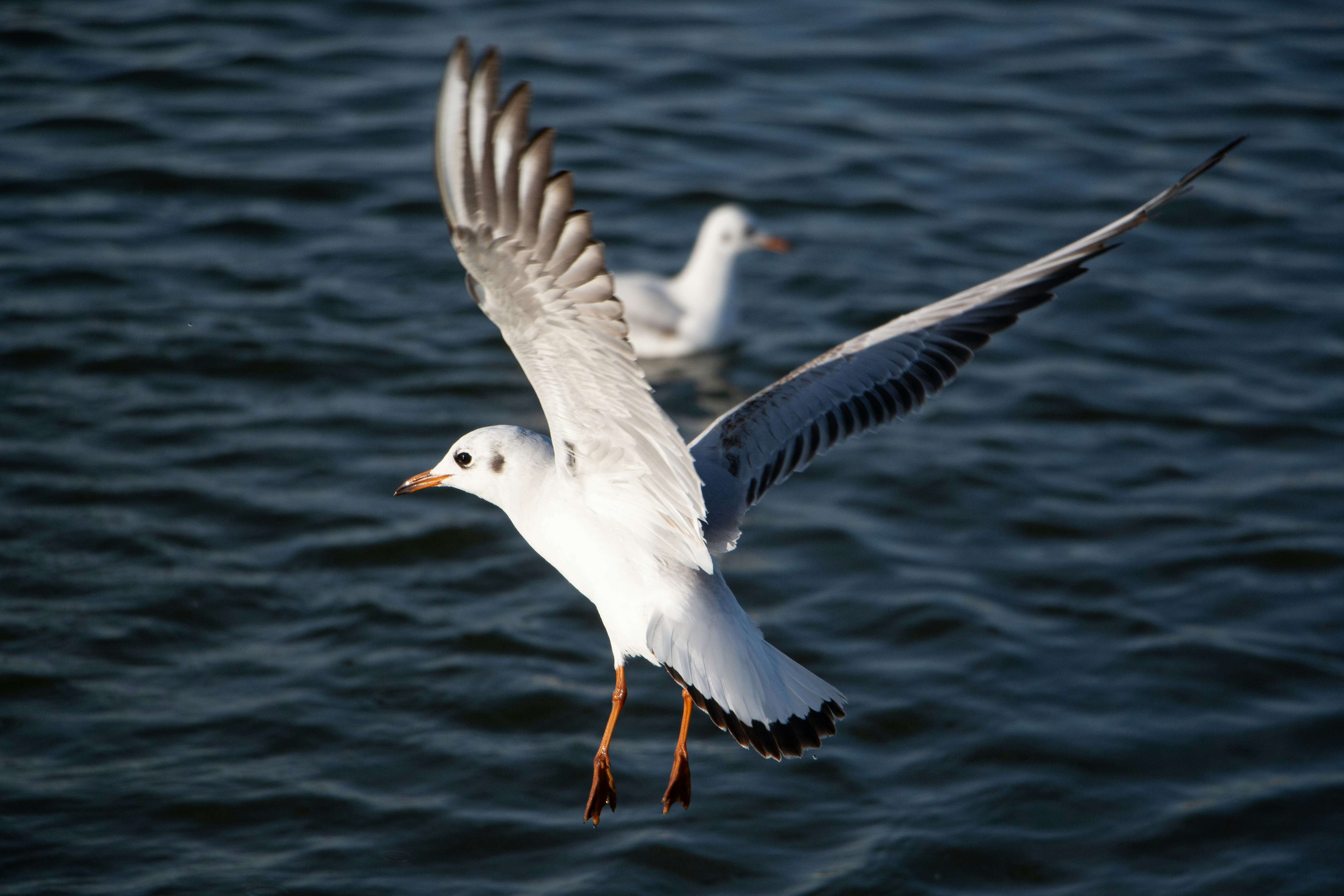 Photo by stepan_konev