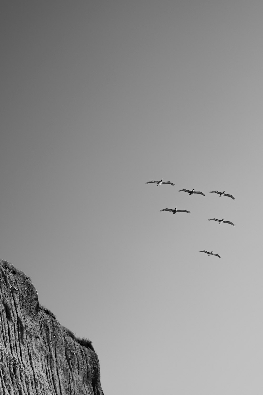 a flock of birds flying over a cliff