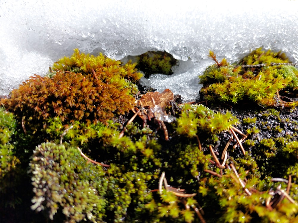 a close up of moss growing on a rock