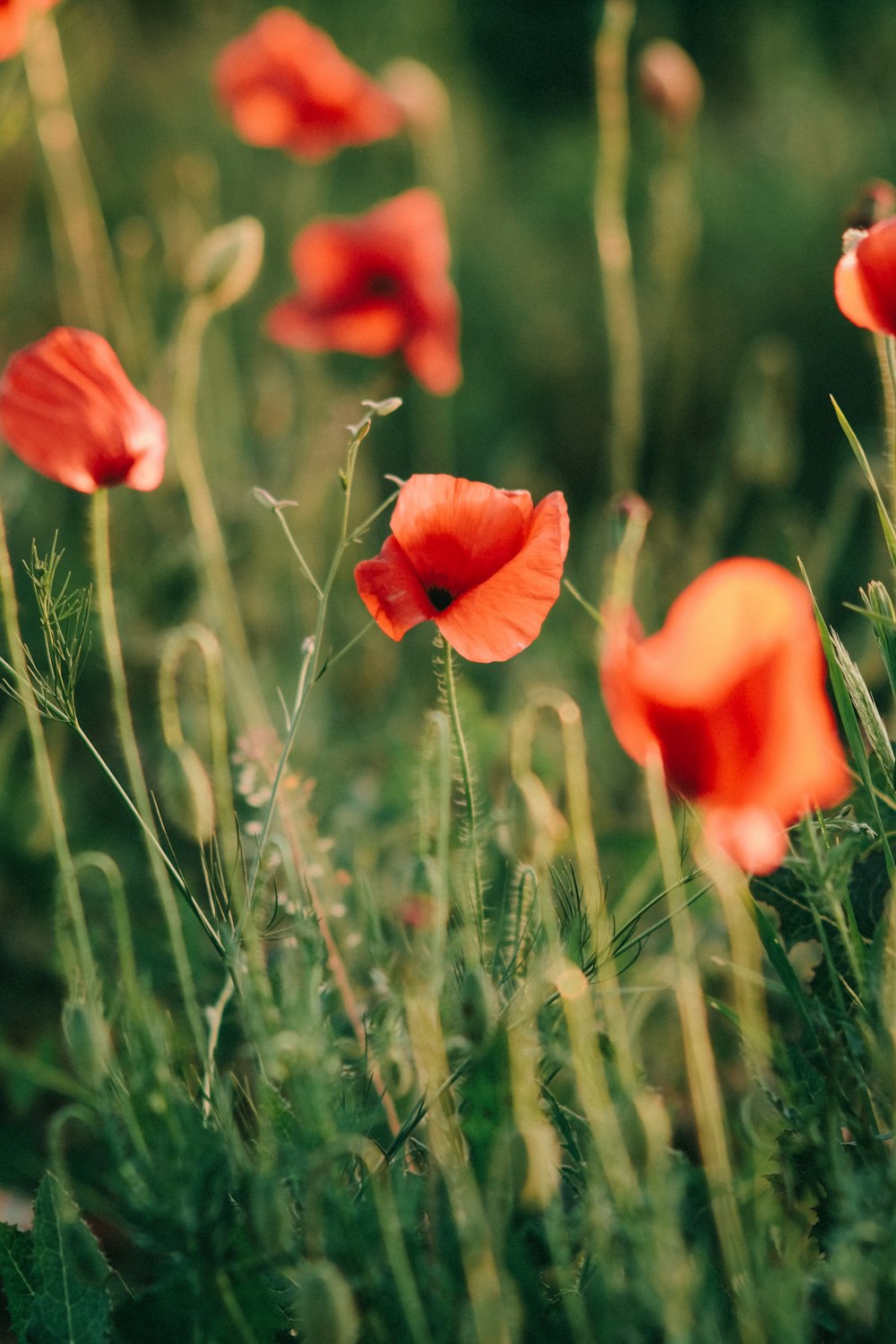 a bunch of red flowers that are in the grass