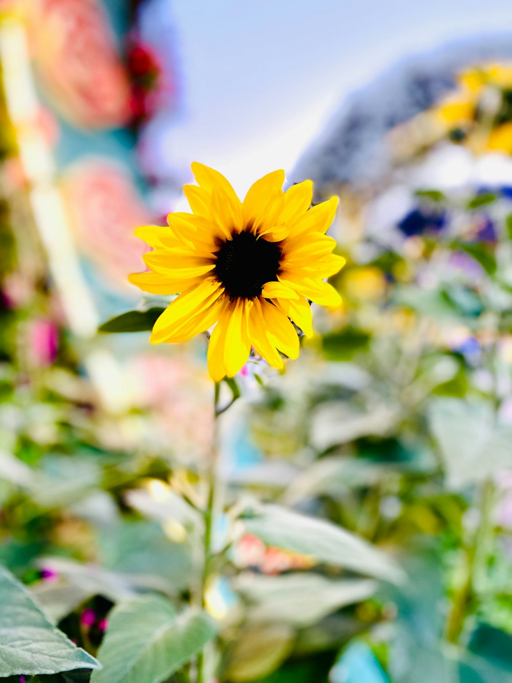 a sunflower in a field of flowers with a sky background