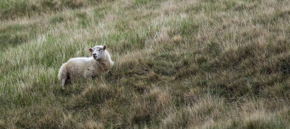 a sheep is standing in a grassy field