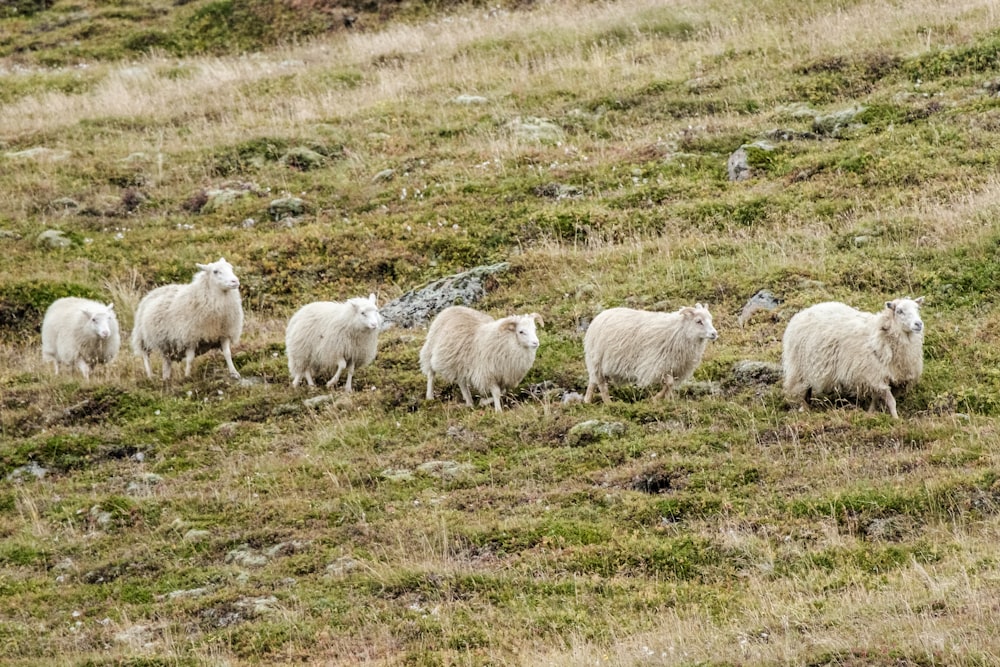 a herd of sheep standing on top of a grass covered hillside