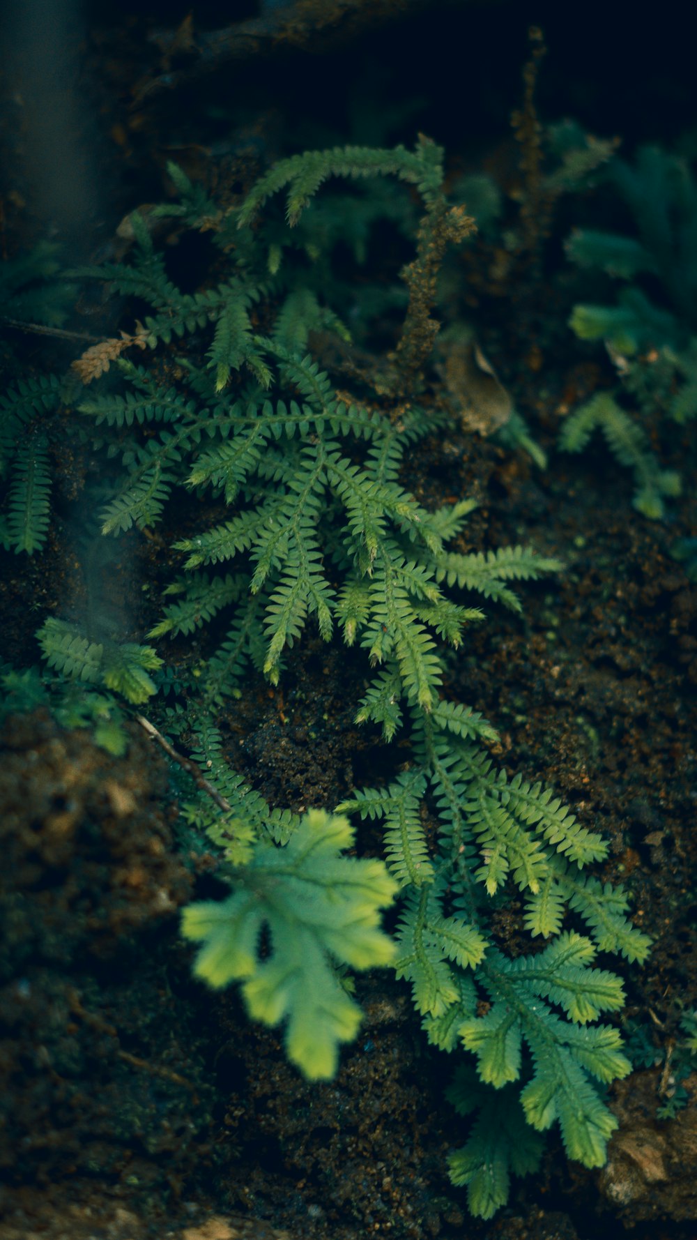 a close up of a plant with green leaves