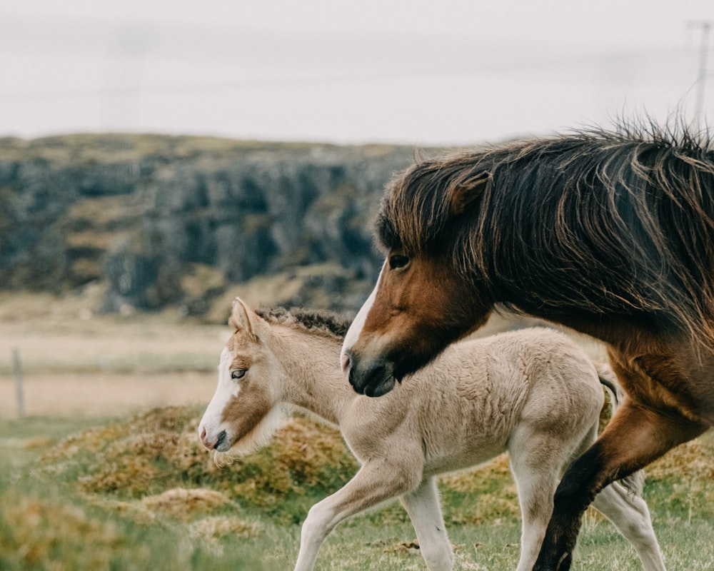 a baby horse is walking next to an adult horse