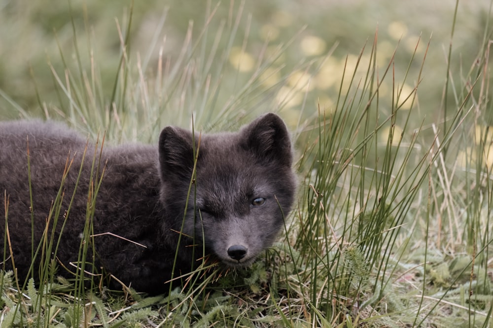 a small black and gray dog laying in the grass