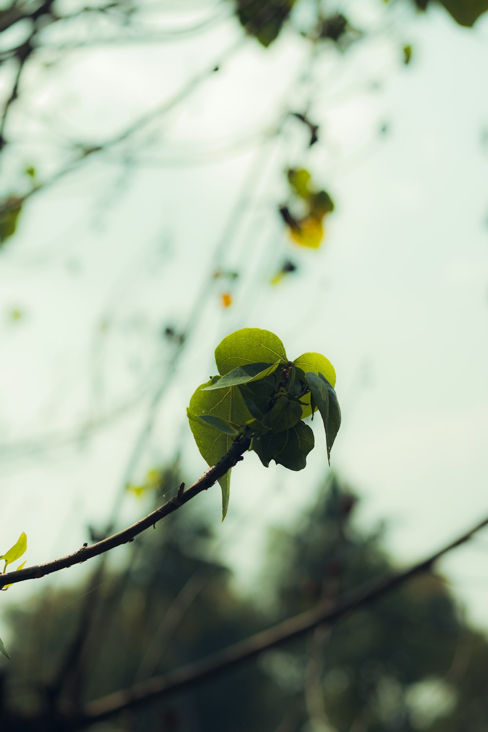 a branch of a tree with green leaves