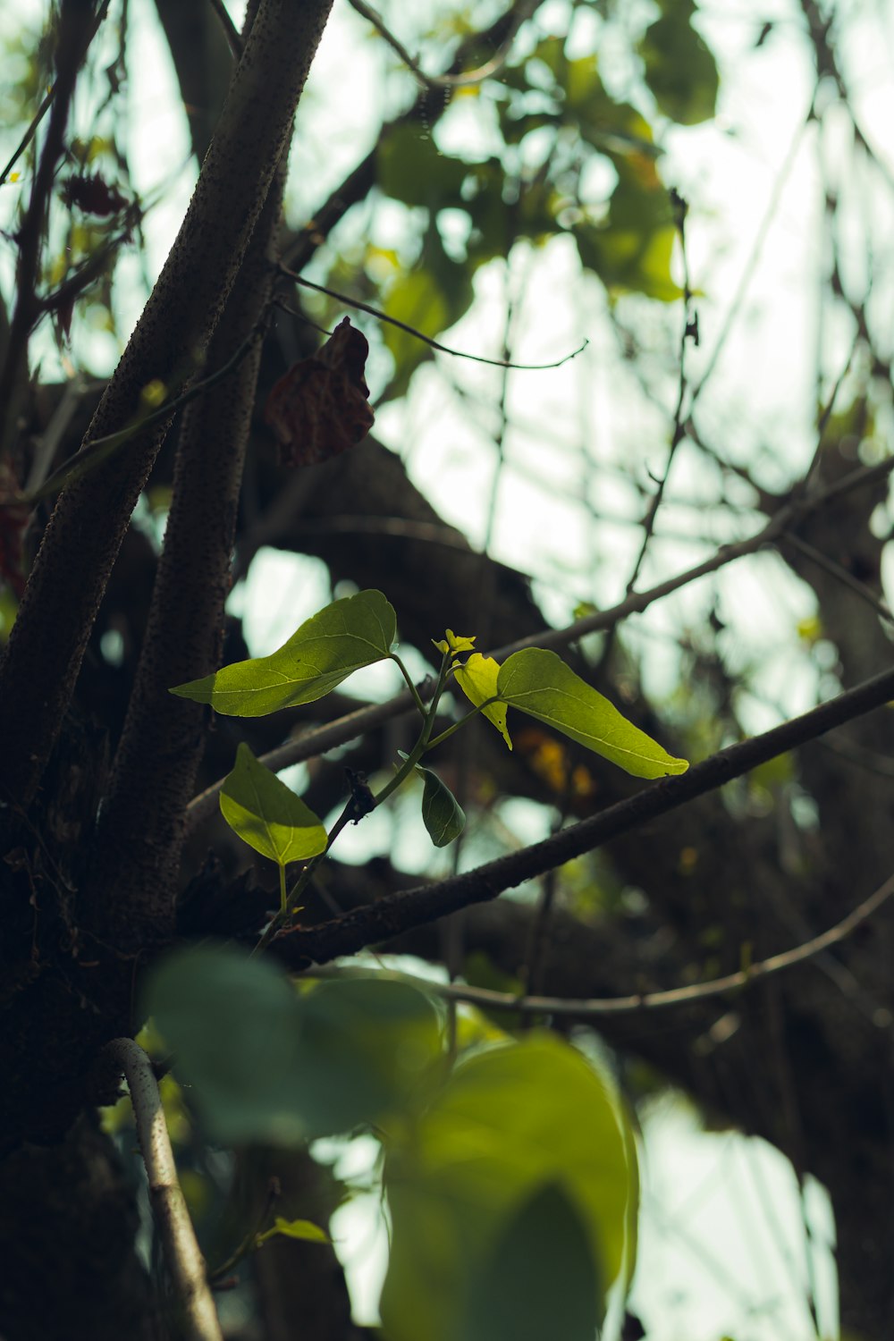 a tree branch with green leaves on it