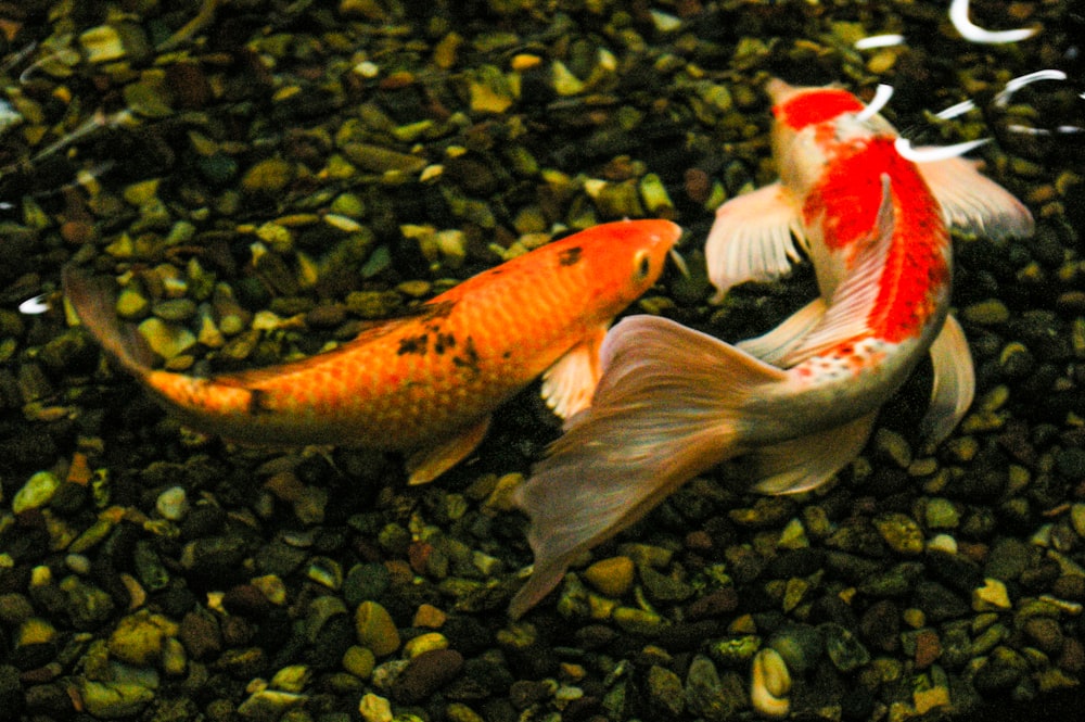 two koi fish are swimming in a pond