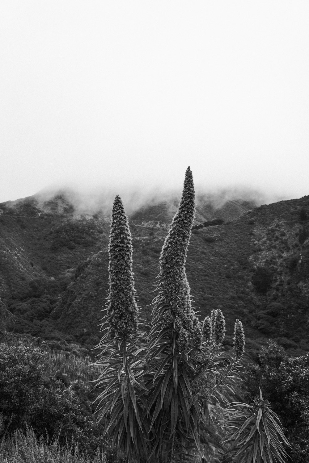 une photo en noir et blanc d’un cactus