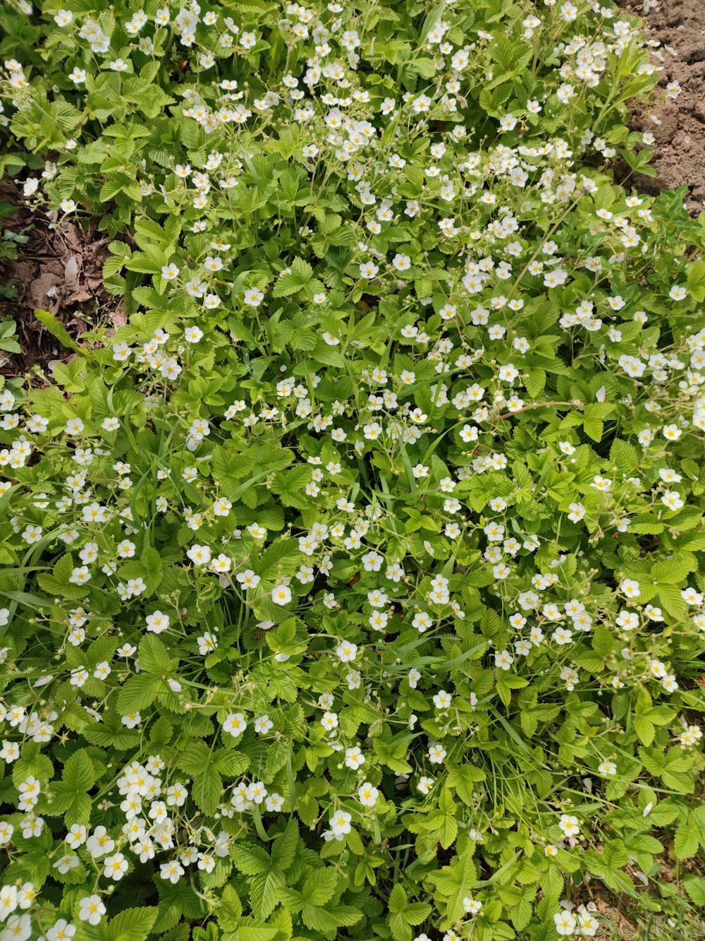 a close up of a plant with white flowers